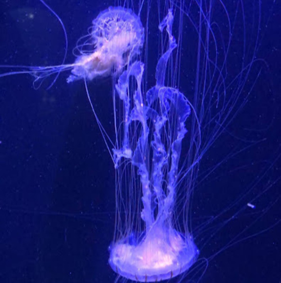 Meet your Posher, Z - Picture 1 of 1